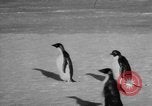 Image Opération Deep Freeze peu d'Amérique de l'Antarctique, 1955, de la seconde 18 séquences d'archives historiques vidéo 65675056004