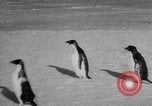 Image Opération Deep Freeze peu d'Amérique de l'Antarctique, 1955, de la seconde 19 séquences d'archives historiques vidéo 65675056004