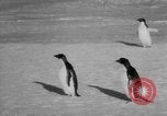 Image Opération Deep Freeze peu d'Amérique de l'Antarctique, 1955, de la seconde 20 séquences d'archives historiques vidéo 65675056004