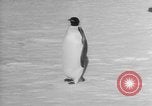 Image Opération Deep Freeze peu d'Amérique de l'Antarctique, 1955, de la seconde 27 séquences d'archives historiques vidéo 65675056004