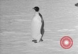 Image Opération Deep Freeze peu d'Amérique de l'Antarctique, 1955, de la seconde 28 séquences d'archives historiques vidéo 65675056004