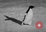 Image Opération Deep Freeze peu d'Amérique de l'Antarctique, 1955, de la seconde 36 séquences d'archives historiques vidéo 65675056004