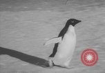 Image Opération Deep Freeze peu d'Amérique de l'Antarctique, 1955, de la seconde 37 séquences d'archives historiques vidéo 65675056004