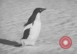 Image Opération Deep Freeze peu d'Amérique de l'Antarctique, 1955, de la seconde 38 séquences d'archives historiques vidéo 65675056004