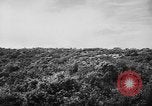 Image of French forces Algeria, 1954, second 12 stock footage video 65675056012