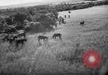Image of French forces Algeria, 1954, second 27 stock footage video 65675056013