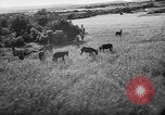 Image of French forces Algeria, 1954, second 28 stock footage video 65675056013