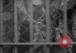 Standbild Kaiser Hirohito visits Tokyo Japan zoo Tokyo Japan, 1950, aus Sekunde 28 historischem Filmmaterial Videoclip 65675056053
