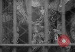Standbild Kaiser Hirohito visits Tokyo Japan zoo Tokyo Japan, 1950, aus Sekunde 29 historischem Filmmaterial Videoclip 65675056053