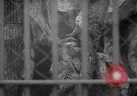 Standbild Kaiser Hirohito visits Tokyo Japan zoo Tokyo Japan, 1950, aus Sekunde 31 historischem Filmmaterial Videoclip 65675056053
