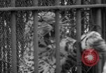Standbild Kaiser Hirohito visits Tokyo Japan zoo Tokyo Japan, 1950, aus Sekunde 32 historischem Filmmaterial Videoclip 65675056053