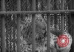 Standbild Kaiser Hirohito visits Tokyo Japan zoo Tokyo Japan, 1950, aus Sekunde 34 historischem Filmmaterial Videoclip 65675056053