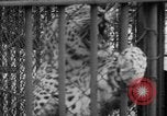 Standbild Kaiser Hirohito visits Tokyo Japan zoo Tokyo Japan, 1950, aus Sekunde 35 historischem Filmmaterial Videoclip 65675056053