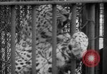 Standbild Kaiser Hirohito visits Tokyo Japan zoo Tokyo Japan, 1950, aus Sekunde 36 historischem Filmmaterial Videoclip 65675056053