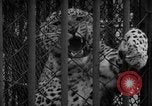 Standbild Kaiser Hirohito visits Tokyo Japan zoo Tokyo Japan, 1950, aus Sekunde 37 historischem Filmmaterial Videoclip 65675056053