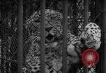 Standbild Kaiser Hirohito visits Tokyo Japan zoo Tokyo Japan, 1950, aus Sekunde 38 historischem Filmmaterial Videoclip 65675056053