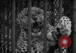 Standbild Kaiser Hirohito visits Tokyo Japan zoo Tokyo Japan, 1950, aus Sekunde 39 historischem Filmmaterial Videoclip 65675056053