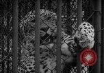 Standbild Kaiser Hirohito visits Tokyo Japan zoo Tokyo Japan, 1950, aus Sekunde 40 historischem Filmmaterial Videoclip 65675056053