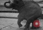 Standbild Kaiser Hirohito visits Tokyo Japan zoo Tokyo Japan, 1950, aus Sekunde 59 historischem Filmmaterial Videoclip 65675056053