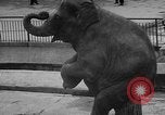 Standbild Kaiser Hirohito visits Tokyo Japan zoo Tokyo Japan, 1950, aus Sekunde 61 historischem Filmmaterial Videoclip 65675056053