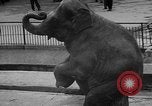 Standbild Kaiser Hirohito visits Tokyo Japan zoo Tokyo Japan, 1950, aus Sekunde 62 historischem Filmmaterial Videoclip 65675056053