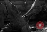 Image of activities at slaughterhouse Germany, 1946, second 18 stock footage video 65675056076