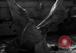 Image of activities at slaughterhouse Germany, 1946, second 19 stock footage video 65675056076