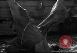 Image of activities at slaughterhouse Germany, 1946, second 20 stock footage video 65675056076