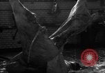 Image of activities at slaughterhouse Germany, 1946, second 22 stock footage video 65675056076