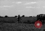 Immagine di Cavallo aratro Heidelberg Germania, 1946, secondo 40 filmato di repertorio 65675056084