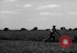 Immagine di Cavallo aratro Heidelberg Germania, 1946, secondo 43 filmato di repertorio 65675056084