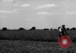 Immagine di Cavallo aratro Heidelberg Germania, 1946, secondo 44 filmato di repertorio 65675056084