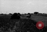 Immagine di Cavallo aratro Heidelberg Germania, 1946, secondo 51 filmato di repertorio 65675056084