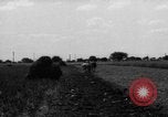 Immagine di Cavallo aratro Heidelberg Germania, 1946, secondo 60 filmato di repertorio 65675056084