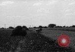 Immagine di Cavallo aratro Heidelberg Germania, 1946, secondo 62 filmato di repertorio 65675056084