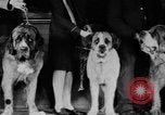 Standbild Mid West Dog Show Chicago Illinois USA, 1930, aus Sekunde 10 historischem Filmmaterial Videoclip 65675056182