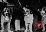 Standbild Mid West Dog Show Chicago Illinois USA, 1930, aus Sekunde 11 historischem Filmmaterial Videoclip 65675056182