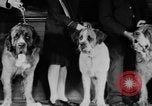 Standbild Mid West Dog Show Chicago Illinois USA, 1930, aus Sekunde 12 historischem Filmmaterial Videoclip 65675056182