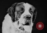 Standbild Mid West Dog Show Chicago Illinois USA, 1930, aus Sekunde 17 historischem Filmmaterial Videoclip 65675056182