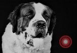 Standbild Mid West Dog Show Chicago Illinois USA, 1930, aus Sekunde 18 historischem Filmmaterial Videoclip 65675056182