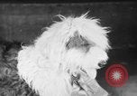 Standbild Mid West Dog Show Chicago Illinois USA, 1930, aus Sekunde 19 historischem Filmmaterial Videoclip 65675056182