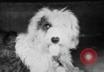 Standbild Mid West Dog Show Chicago Illinois USA, 1930, aus Sekunde 20 historischem Filmmaterial Videoclip 65675056182