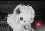 Standbild Mid West Dog Show Chicago Illinois USA, 1930, aus Sekunde 21 historischem Filmmaterial Videoclip 65675056182