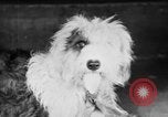 Standbild Mid West Dog Show Chicago Illinois USA, 1930, aus Sekunde 22 historischem Filmmaterial Videoclip 65675056182