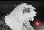 Standbild Mid West Dog Show Chicago Illinois USA, 1930, aus Sekunde 23 historischem Filmmaterial Videoclip 65675056182
