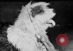 Standbild Mid West Dog Show Chicago Illinois USA, 1930, aus Sekunde 24 historischem Filmmaterial Videoclip 65675056182
