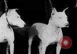 Standbild Mid West Dog Show Chicago Illinois USA, 1930, aus Sekunde 25 historischem Filmmaterial Videoclip 65675056182