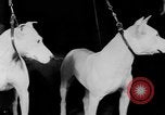 Standbild Mid West Dog Show Chicago Illinois USA, 1930, aus Sekunde 26 historischem Filmmaterial Videoclip 65675056182