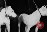 Standbild Mid West Dog Show Chicago Illinois USA, 1930, aus Sekunde 27 historischem Filmmaterial Videoclip 65675056182