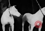 Standbild Mid West Dog Show Chicago Illinois USA, 1930, aus Sekunde 28 historischem Filmmaterial Videoclip 65675056182